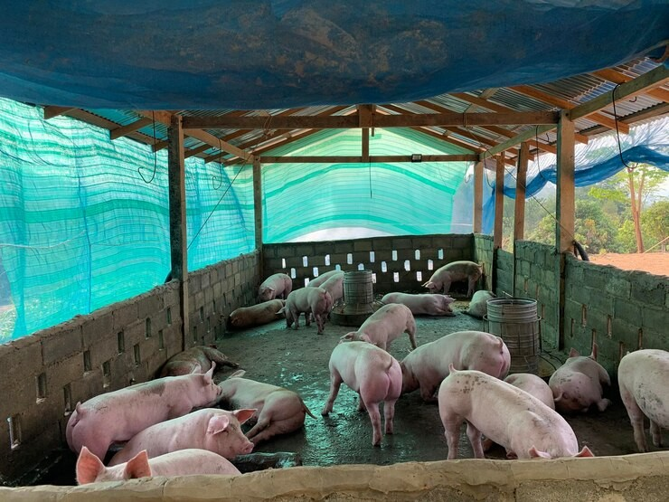 Porcs